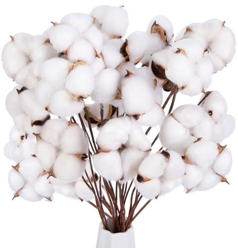 DOMESTAR 30PCS Natural Dried Cotton Stems 16 Tall, Rustic Cotton Sprigs