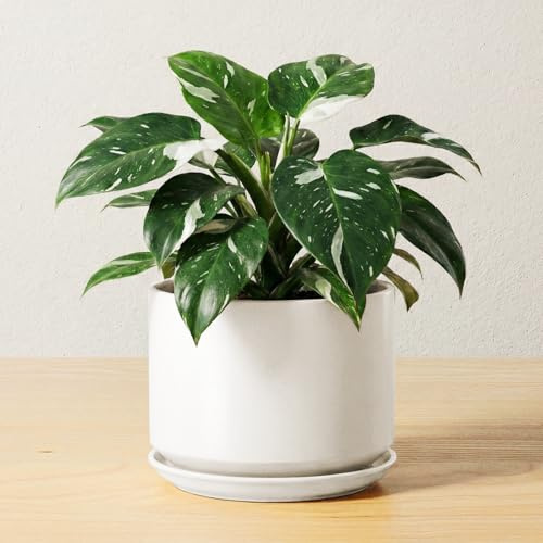 LE TAUCI Maceta de Cerámica de 17 cm con Plato y Agujero de Drenaje, Macetero Moderno para Plantas de Interior, Robusta y Duradera, Decoración para Hogar U Oficina, Blanco