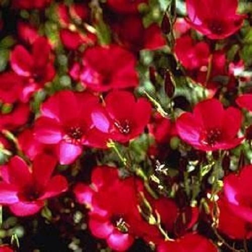 NEW!! 30+ Fragrant Scarlet Red Phlox/Annual Reseeding
