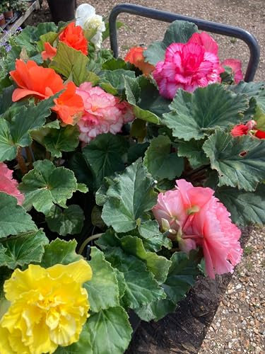 Mixed Colours of Begonia grandiflora - 6 tubers