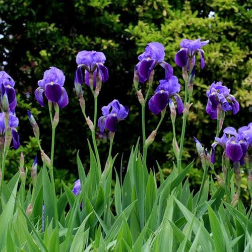 1 x Iris Germanica Blue – Soft Pastel Blue to Velvety Purple Blooms – Summer Flowering Bulb – Dramatic Flowers Creates a Focal Point – Perennial – for Your Beautiful Garden