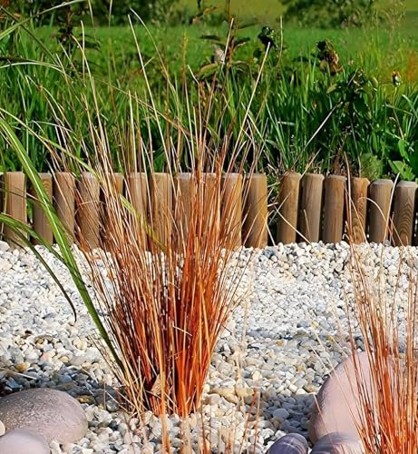 Stauden Gänge 3 x Carex buchananii 'Firefox' im 1 Liter Topf (Ziergras/Gräser/Winterhart/Mehrjährig/Immergrün) Fuchsrote Neuseeland-Segge - Dynamik und Farbe für jede Jahreszeit