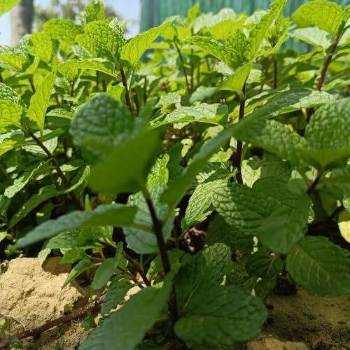 semi di menta resistente - giardino biologici 65pcs