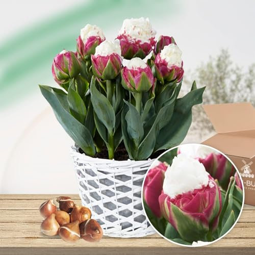 Tulipes Bulbes Ice Cream - 10 Bulbes de Fleurs à Planter Exterieur - Plantes Vivaces Exterieur - Tulipes Exclusives de Hollande - Rustique (pas de graines, non artificielle)