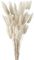 Secas Naturales Cola De Conejo Flor, FENGCHUANG-Hierba de Pampas Secas, 50 Pcs Esponjosas Ramo de Flores para La Sala de Estar del Hogar Decoración de Racimos de Flores (Blanco