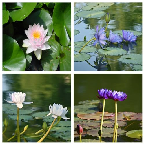 Hermosos nenúfares: nenúfares flotantes para estanques, adecuados para la decoración de jardines, acuarios y peceras-100pcs-F