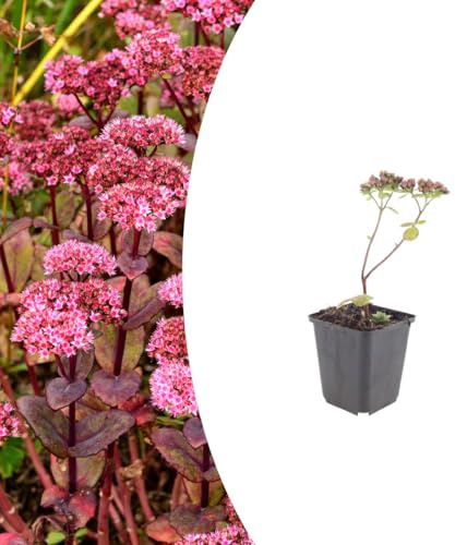 Sedum 'Matrona' | 60 piante - 10-25cm - Ø9cm - Pianta da giardino