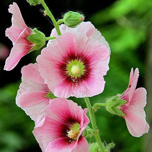 semi di malvarosa, malvarosa rampicanti, da giardino roccioso Decorazioni per giardini esterni, di semi da recisi 750semi