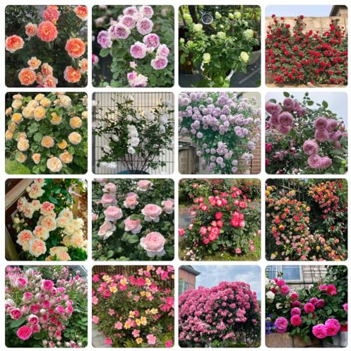 semillas resistentes de rosal - Rosas trepadoras, jardín para exterior, 550pcs