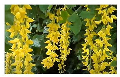 Pezzi - 20x Maggiociondolo Alpinum Albero Giardino Piante - Seme ID1400 - Seeds & Plants Shop by Ipsa