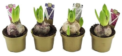 Lote de 4 Bulbos de Jacinto para Sembrar en Jardín Flores de Colores