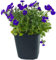 12 Stück Aubrieta Cascade Blue von Intragarten | Blaukissen blühender und winterharter Bodendecker im Topf