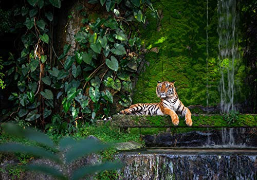 wandmotiv24 Fototapete Wald mit Tiger, Urwald, L 300 x 210 cm - 6 Teile, Wanddeko, Wandbild, Wandtapete, Dschungel, Raubkatze, Wasser M5732