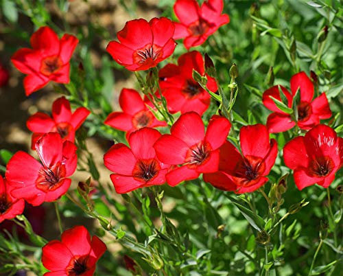 Scarlet Flax 500 Seeds + Freebie + Plant tag - Linum Grandiflorum Annual Red Flower