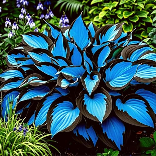 Facile Da Mantenere hosta rari Bellissimo Giardino Crescita Rapida-4bulbi-h