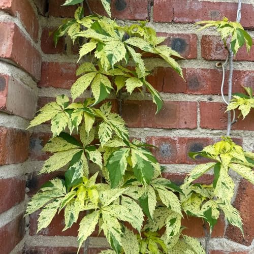 parra virgen - fácil de cultivar hermosas jardín productos 420semillas
