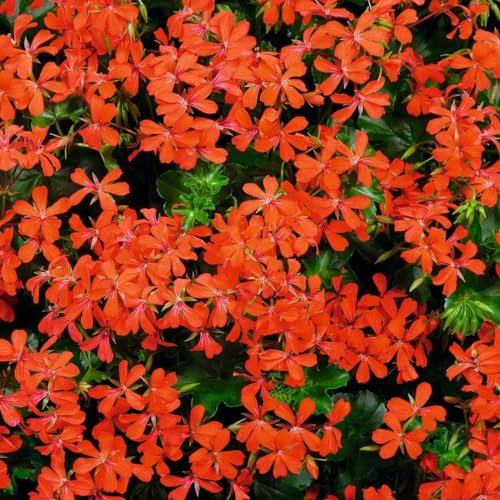 Geranie 'Cascade® Feuer' rot, hängend, Topf-Ø 13 cm, 6er-Set
