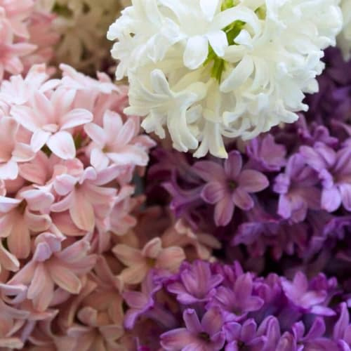 Bulbi di giacinto Velvet Mix - 100 bulbi da fiore - calibro 14/15 - mix viola, rosa, bianco, profumati, fioritura primaverile, resistenti all'inverno - direttamente dal coltivatore - Flowerbulbs