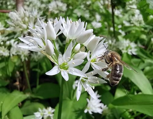 Graines d'Ail des Ours- sachet de 0,2 gramme - Allium/ursinum/Amaryllidacées - Graines de style