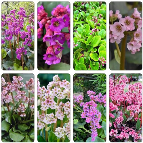 semillas Bergenia prado de silvestres, siembra de otoño, perenne jardín jardín interior bonsái reverdecimiento tejados decorativas balcón 550pcs
