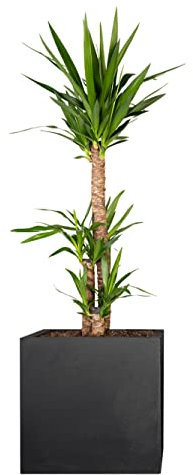 PFLANZWERK® Pflanzkübel Pflanzen - Riesen Palmlilie Yucca Elephantipes 100cm - 1 Stück - Zimmerpflanze - Speziell für Blumentöpfe Blumenkübel *Exklusive Züchtung* *Premium Markenqualität*