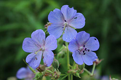 RP Seeds Geranium pratense (Meadow Cranesbill) - 20 Seeds. British Native Wildflower.