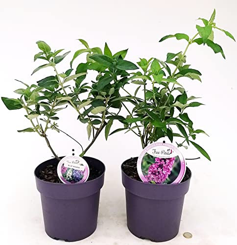 POWERS TO FLOWERS - BUDDLEJA DAVIDII FREE PETIT BLU HEAVEN e TUTTIFRUTTI, VASO 20 CM DIAMETRO, 2 PIANTE, ALBERO DELLE FARFALLE, pianta vera