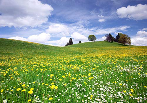 wandmotiv24 Fototapete Sommerwiese Hügel Blumenwiese, 200 x 140cm - selbstklebende Strukturtapete, Wanddeko, Wandbild, Wandtapete, gelbe, Blüten, weisse, Blumen M0335