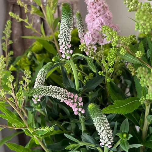 Semillas de salvia, semillas organicas exóticas Salvia japonica, silvestres perennes 80pcs