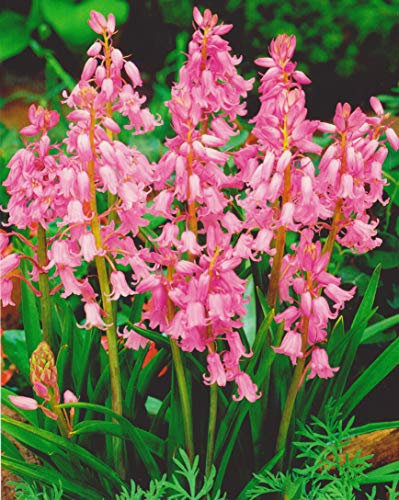 Hasenglöckchen in rosa Hyacinthoides hispanica (10 Blumenzwiebeln)