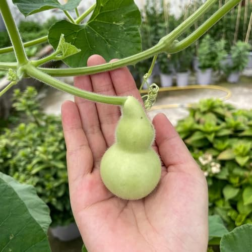 semillas de calabaza de botella, calabaza, resistentes decoración sala estar hortícolas antiguas variedades interior exóticas en 85pcs