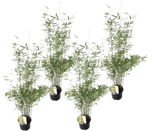Plant in a Box - Fargesia 'Red Dragon' - Bambou rouge - Set de 4 - Bambou plante exterieur rustique non traçant - Pot 17cm - Hauteur 60-80cm