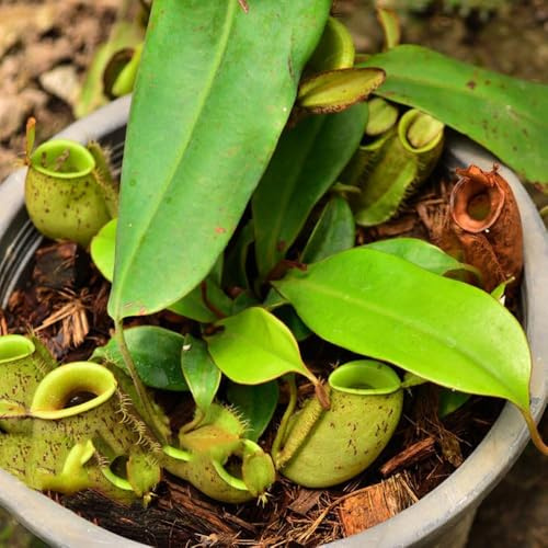 carnivora - semi nepenthes balcone per gli amanti del giardino semi carnivori succulenti resistenti bonsái interni nepenthes 600pcs
