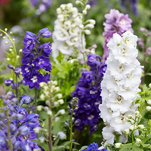 Delphinium Plants Garden Ready 'Magic Fountains Lavender' Compact Hardy Perennial Purple Blooms Easy to Grow Your Own Garden Flowers 1-Litre Potted Plants by Thompson and Morgan