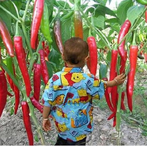 50 Samen / pack Gemüse Samen zehn Riesen Red Neue Gewürze Spicy Chili Samen Pflanzen bis 50 cm