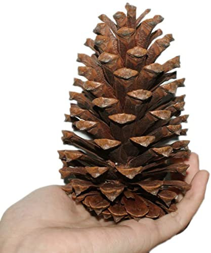 AOOPOO 10pcs Christmas Pine Cones Pendant - Rustic Natural Ornaments for Christmas Decoration - Large Natural Pinecones