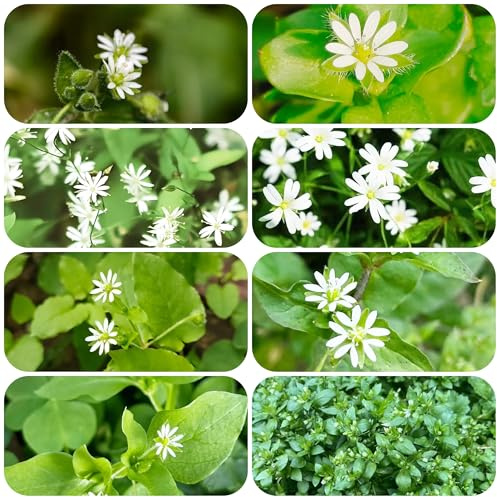 planta de pamplina - semillas hierbas silvestres hierbas medicinales y plantas en macetas plantas jardín de plantas exóticas resistentes 100pcs