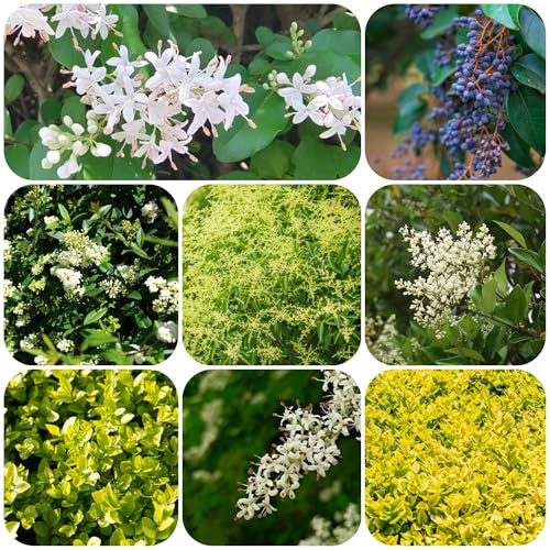semillas de aligustre - perennes resistentes jardín raras 150pcs