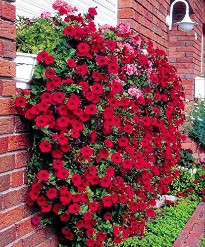 Portal Cool Petunia di trascinamento (Petunia Hybrida Pendula Cascade Cherry) 50 semi (# 1827)