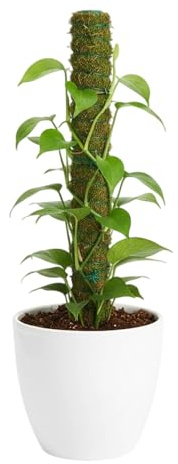 Moss Pole Monstera Supporto per piante | Pali rampicanti impilabili – Bastone di supporto per piante Monstera – per cactus, frutta, vite, filodendro, rampicante, giardinaggio