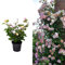 Carbeth Plants - Rose Bush Climbing Trio in 3 Litre Pot - Three Mixed Growing Climbing Rose Bushes in One Pot - Ideal for Beds, Borders or Patio Planting