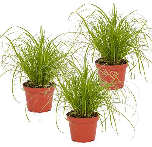 Bio Katzengras (Cyperus ‚Zumula‘) im Topf (3 Stück) ║ BIOLAND-Qualität, garantiert frei von synthetischen Pflanzenschutzmitteln ║ Höhe mit Topf 20-30 cm ║ sofort gebrauchsfertig.