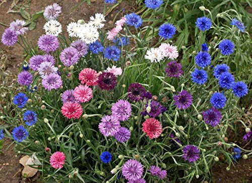 500 Fiordaliso Alto Mix (Centaurea Cyanus) Semi Colorato PettineSH M33