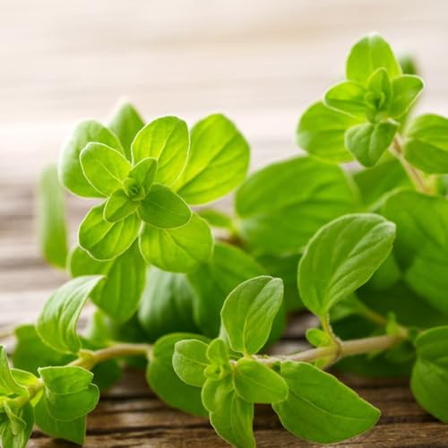 maggiorana semi di per balcone medicinali Origanum majorana varietà di tradizionali, selvatiche aromatiche da giardino organiche per la copertura del 250semi