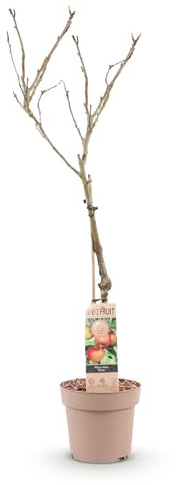 Plante fruitière - Pommier - Malus domestica Elstar - Pomme rouge verte - 80-90cm - Ø21cm - Plante de jardin