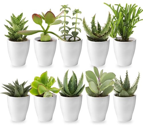 vdvelde.com - Ecoworld Mini Sukkulenten echte pflanzen mit Keramik topf - 10 Verschiedene Arten sehr pflegeleicht, benötigen wenig Wasser - 10 sukkulenten pflanze Ø6 cm Höhe 8-15 cm