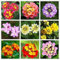 200 Piezas Semillas De Lantana Hermosas Y Coloridas Flores Reliquias Jardín único Patio Balcón Gran Elección Hogar Cultivado Decoración Interior Y Exterior