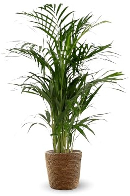 Attitude Jardin - Areca con cestino in giunco di mare - dypsis lutescens - palma da interno - 70-80 cm - ⌀ 19 cm - purificatore d'aria