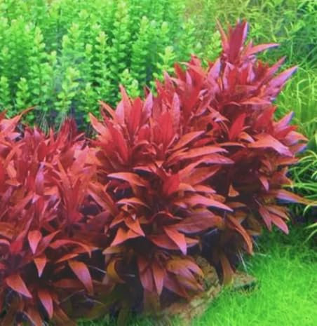 Alternanthera sessilis Red Tall Shrimp Safe Healthy Tropical Plants (3)