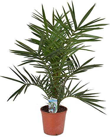 Kanarische Dattelpalme 60 cm - Phoenix canariensis - Phönixpalme
